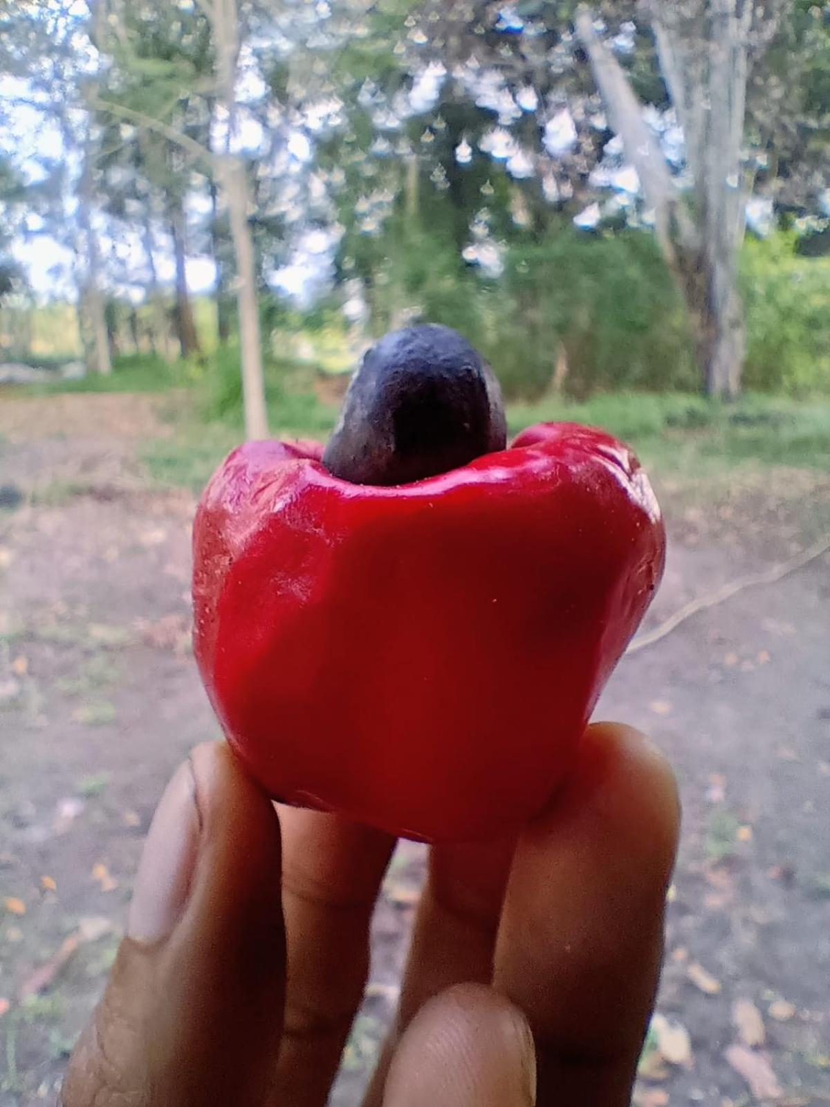 Casa Na Floresta Cosmica Ananindeua Esterno foto